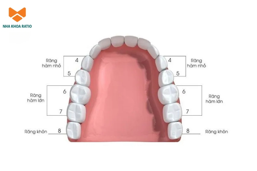 Răng số 4 và số 5 là hai răng thường được ưu tiên nhổ khi niềng răng